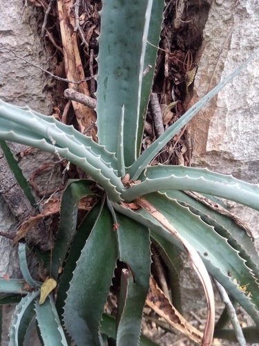 Aloe namorokaensis