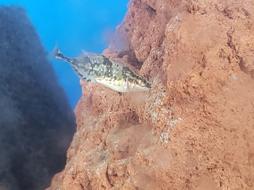 Fourspine Stickleback