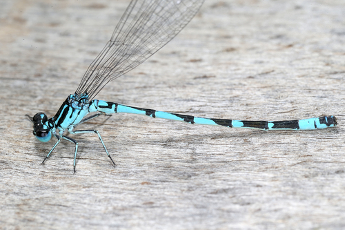 Ornate Bluet