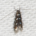 Locust Digitate Leafminer Moth - Photo (c) Timothy Reichard, all rights reserved