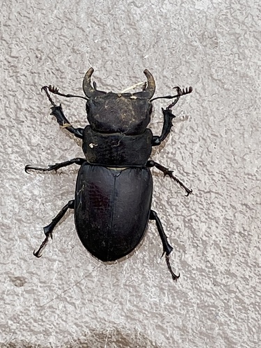 Cottonwood Stag Beetle