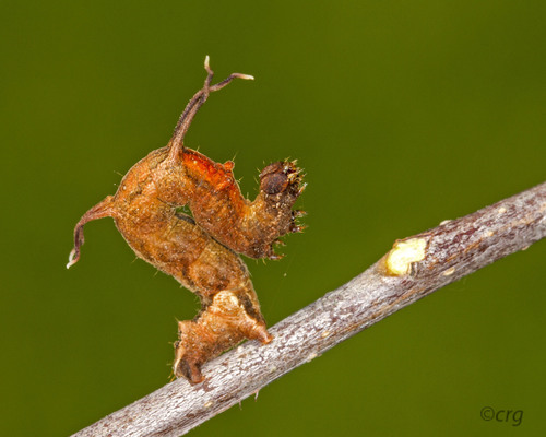 Horned Spanworm Moth