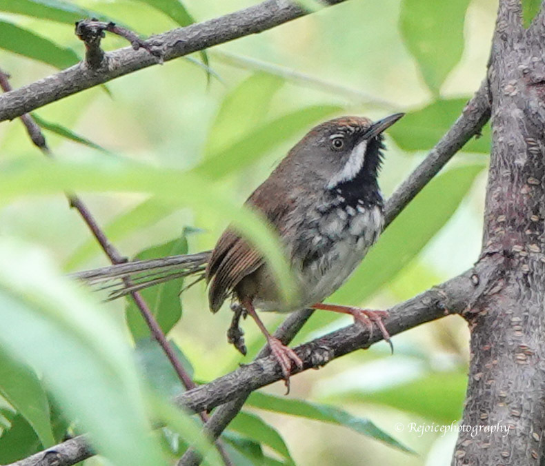 Rufous-crowned Prinia (Prinia khasiana) photo