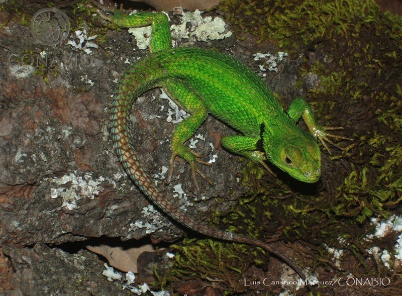 Adler's Spiny Lizard