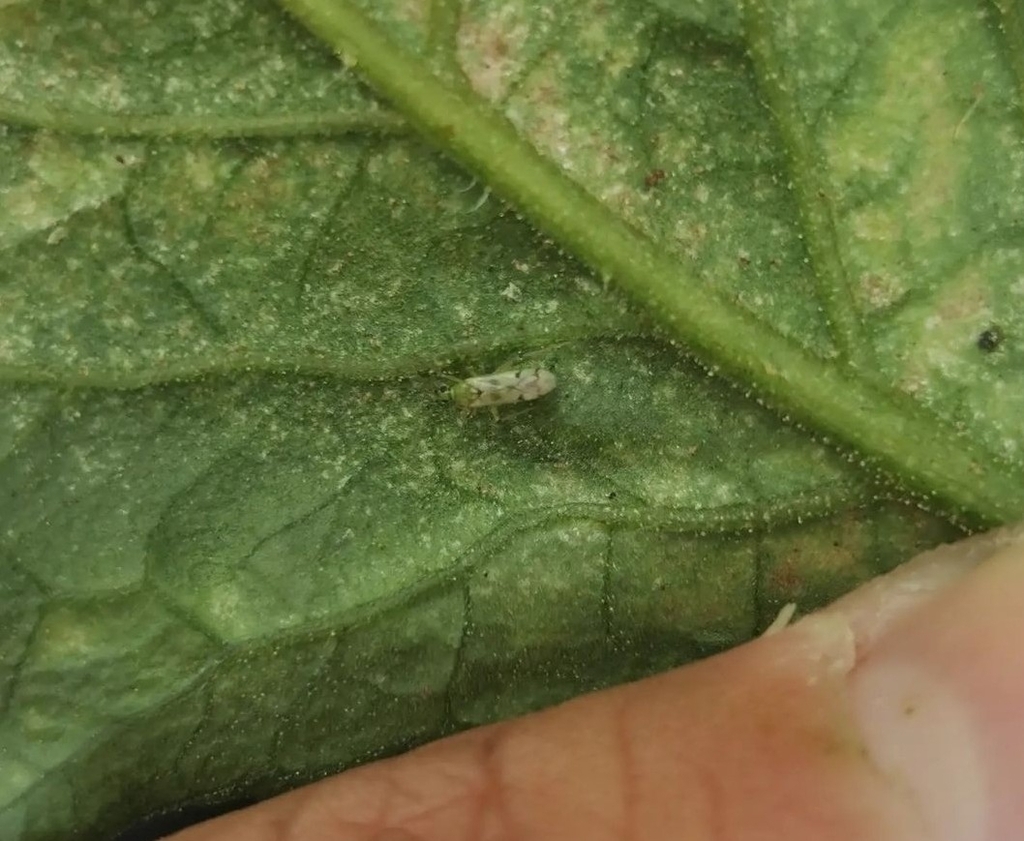 Nesidiocoris tenuis from J C Fresh Farms & Greenhouses on September 4 ...