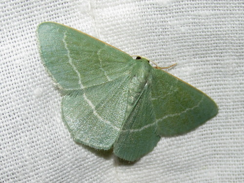 Mažasis Žaliasprindis nuotrauka