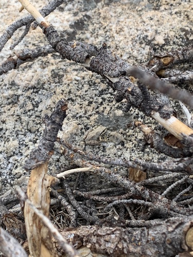 iNaturalist observation photo of Pacific chorus frog