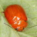 Paropsisterna aequalis - Photo (c) Martin Lagerwey, all rights reserved, uploaded by Martin Lagerwey