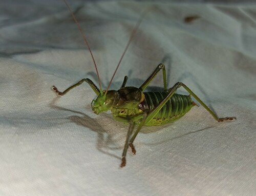 Lusitanian Saddle Bush-cricket