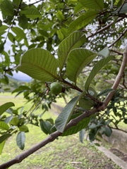 Psidium guajava image