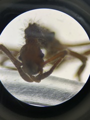 Image of Apterostigma chocoense