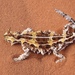 Thorny Devil - Photo (c) peterhk, all rights reserved