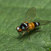 Callomyia amoena - Photo (c) dalesh, todos os direitos reservados