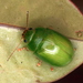 Lilly Pilly Leaf Beetle - Photo (c) Martin Lagerwey, all rights reserved, uploaded by Martin Lagerwey