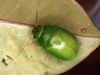 Lilly Pilly Leaf Beetle - Photo (c) Martin Lagerwey, all rights reserved, uploaded by Martin Lagerwey