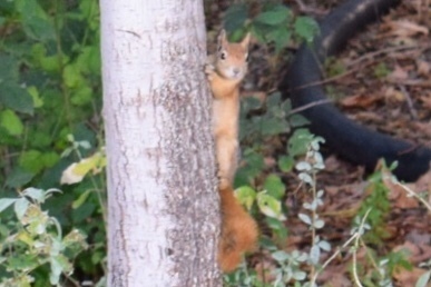 Caucasian Squirrel