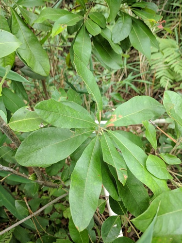 southern bayberry