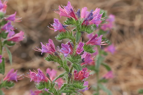 Lax Viper's-bugloss