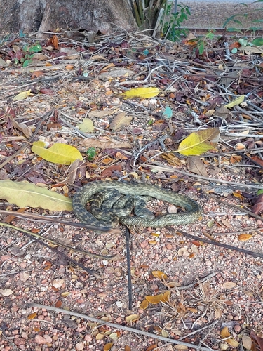 Australian Scrub Python sighting