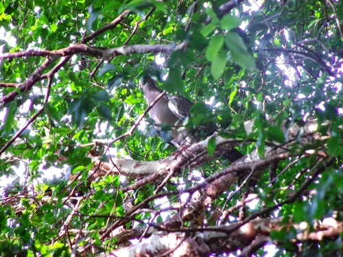 Picazuro Pigeon