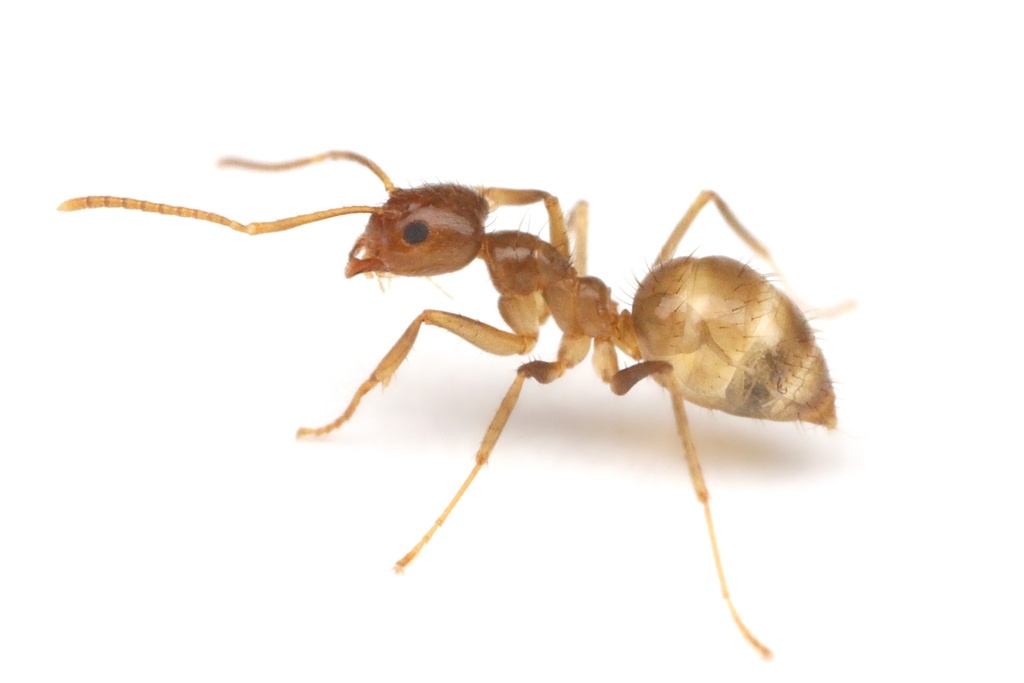 Tawny (Rasberry) Crazy Ant, Nylanderia fulva - Urban and Structural  Entomology Program at Texas A&M University