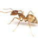 Tawny Crazy Ant - Photo (c) Aaron Stoll, all rights reserved, uploaded by Aaron Stoll