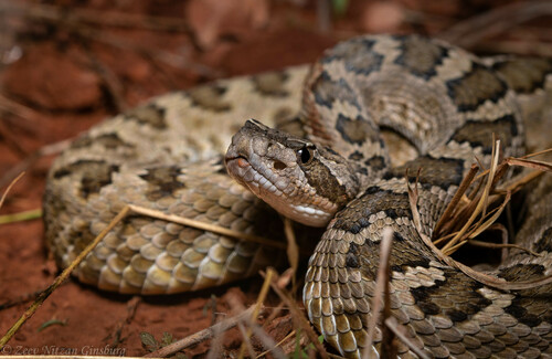 Arizona Black Rattlesnake