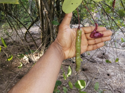 bay-leaved caper (Cynophalla flexuosa)