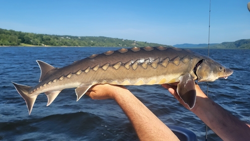 Shortnose Sturgeon