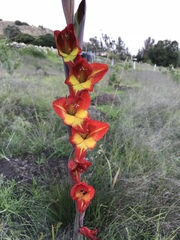 Image of Gladiolus dalenii