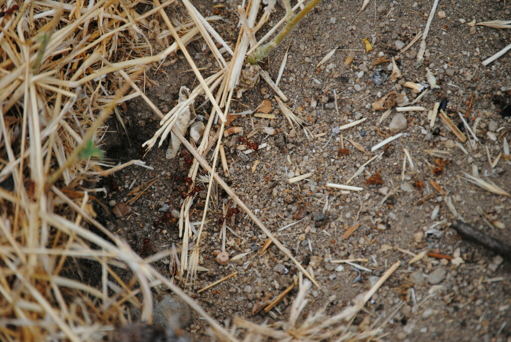 Typical American Harvester Ants from Choctaw Valley, Bakersfield, CA ...