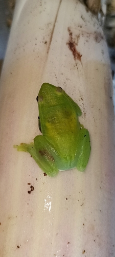 Greater Hatchet-faced Tree Frog