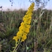 Long-petioled Showy Goldenrod - Photo (c) Connor Johanson, all rights reserved, uploaded by Connor Johanson