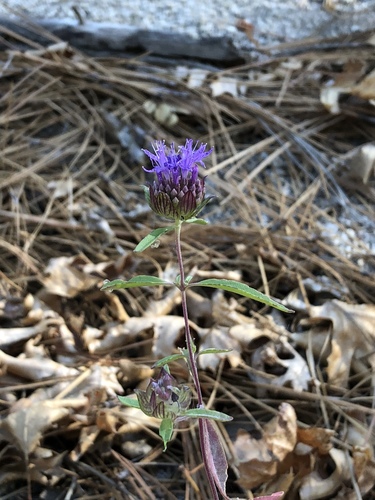 iNaturalist observation photo of Monardellas