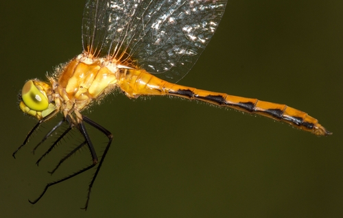 White-faced Meadowhawk
