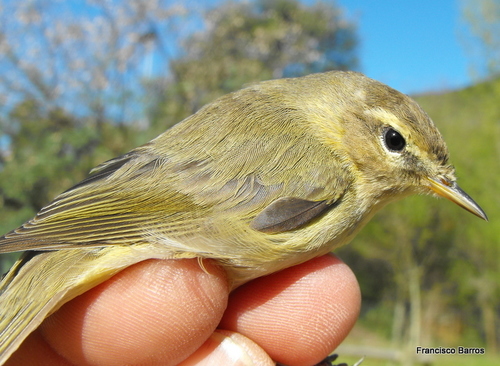 Iberian Chiffchaff