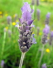 French Lavender - Photo (c) Francisco Barros, all rights reserved, uploaded by Francisco Barros