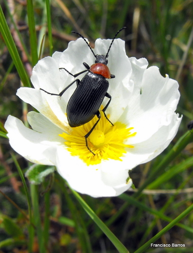 Heliotaurus ruficollis