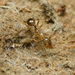 Aphaenogaster ichnusa - Photo (c) Adrià Miralles, όλα τα δικαιώματα διατηρούνται, uploaded by Adrià Miralles