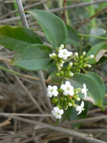 Jasminum didymum G.Forst.