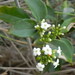 Desert Jasmine - Photo (c) Ben Caledonia, all rights reserved, uploaded by Ben Caledonia