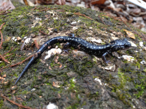 Ocmulgee Slimy Salamander