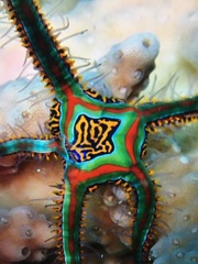 Ophiothela tigris