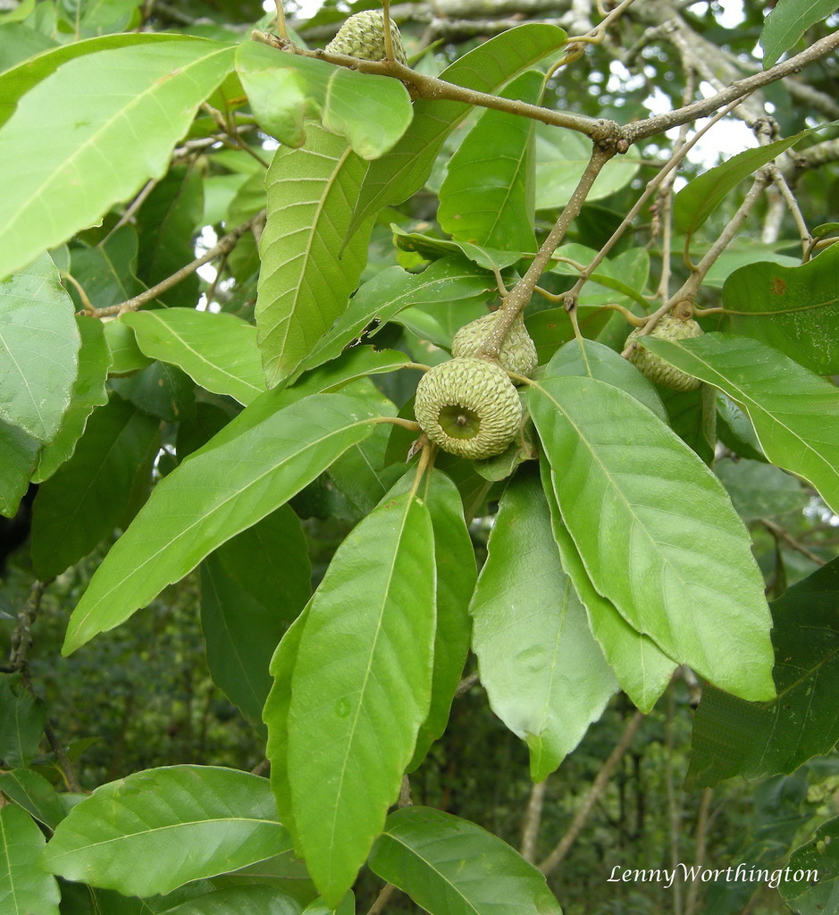 Quercus ramsbottomii (Quercus ramsbottomii)