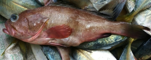 Spinycheek Grouper (Epinephelus diacanthus) · iNaturalist