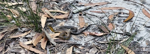 Tiger Snake sighting