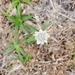 Mesanthemum radicans - Photo (c) Alon Cassidy, todos los derechos reservados, subido por Alon Cassidy