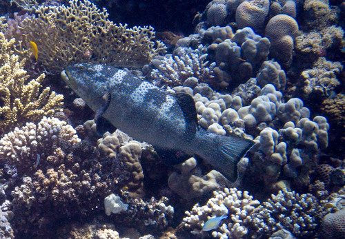 Squaretail Coralgrouper — seen at this dive site