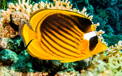 Red Sea Raccoon Butterflyfish
