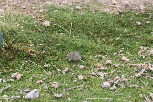 Burrowing chinchilla mouse (Euneomys fossor) — Data Deficient Mammalia